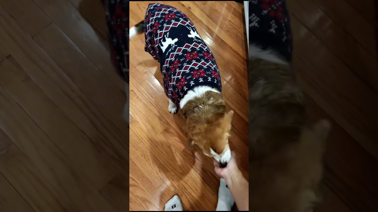 The Most Dramatic Dog Reaction Ever 🤣🎭