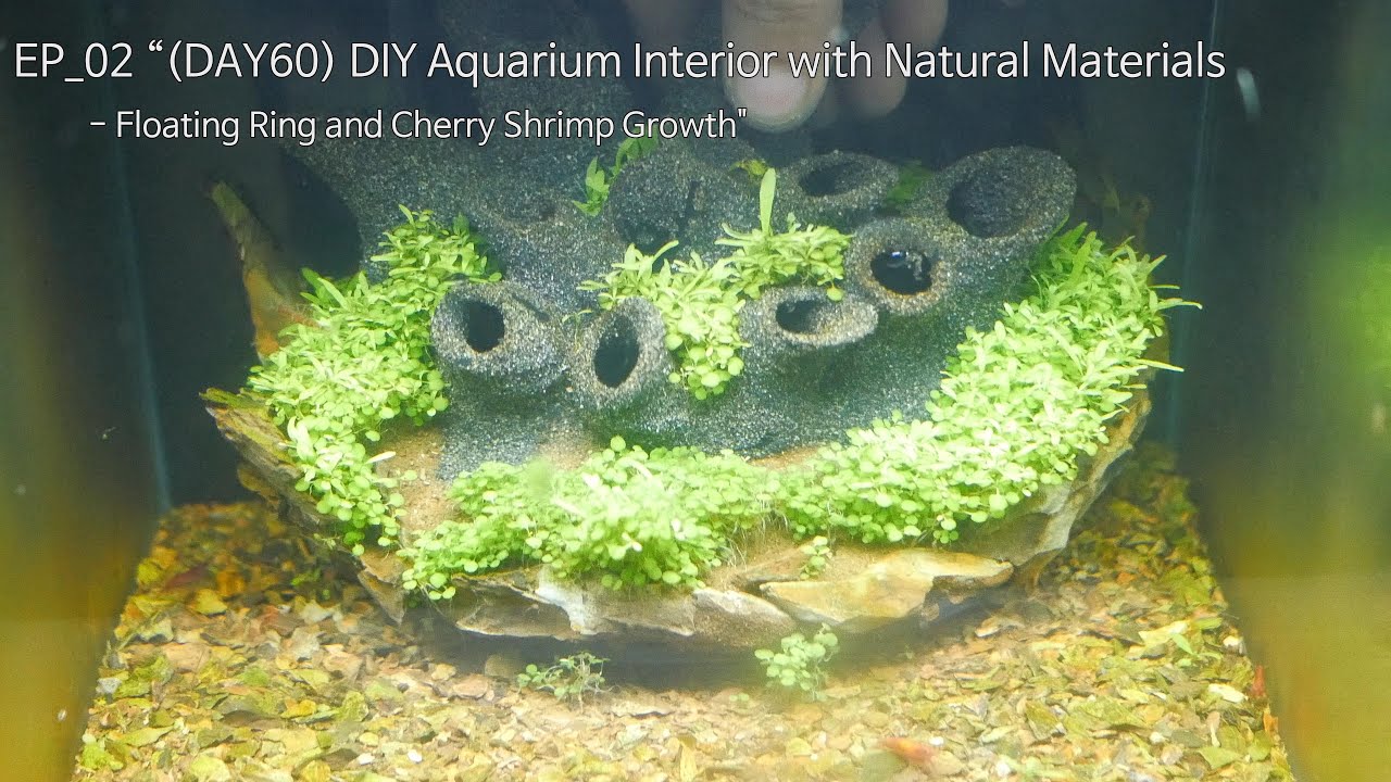 (해구DAY60_EP02) 천연재료로 DIY 어항 인테리어 - 플러팅 링과 체리새우 성장기