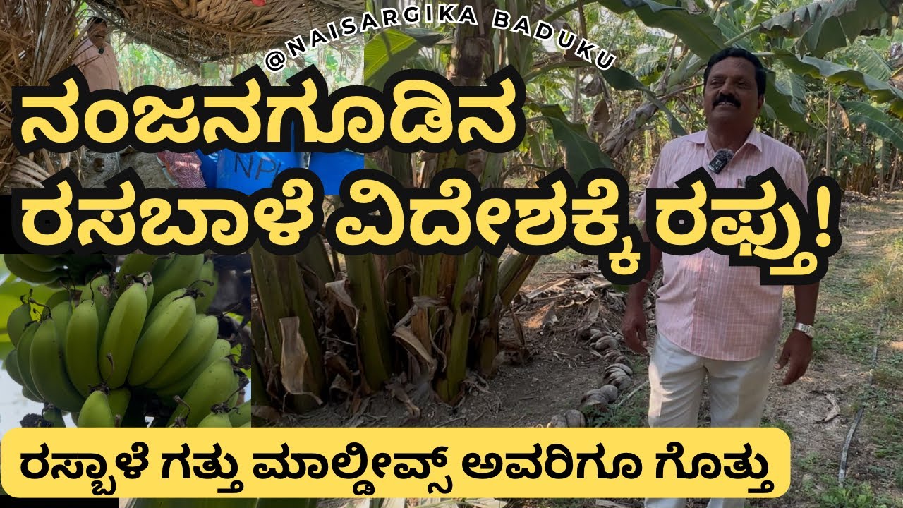 ನಂಜನಗೂಡಿನ ರಸಬಾಳೆ ವಿದೇಶಕ್ಕೆ ರಫ್ತು ಮಾಡಿದ ರೈತ | Banana Export to Maldives |  🇮🇳💛❤️