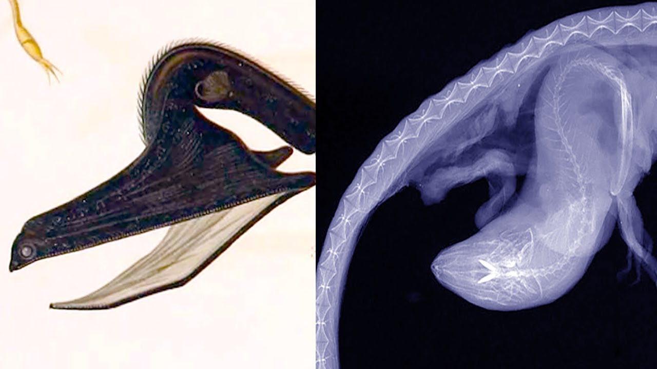 Удивительное последнее блюдо пеликана или большерота, раскрытое с помощью рентгена, и то, как он ...