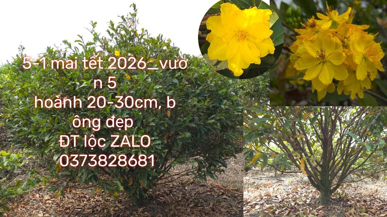 #5-1-2026_mai tết 2026_vườn 5 # đt lộc zalo 0373828681-0383867438 