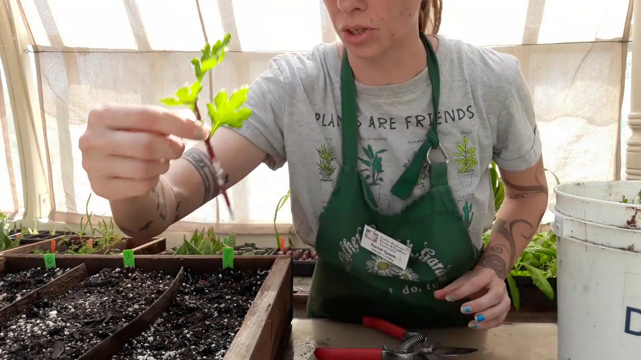 Stem Propagation of Chrysanthemum Leaf Number Experiment