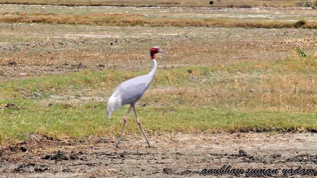 Walking sarus | Sarus of Mainpuri | world tallest flying bird