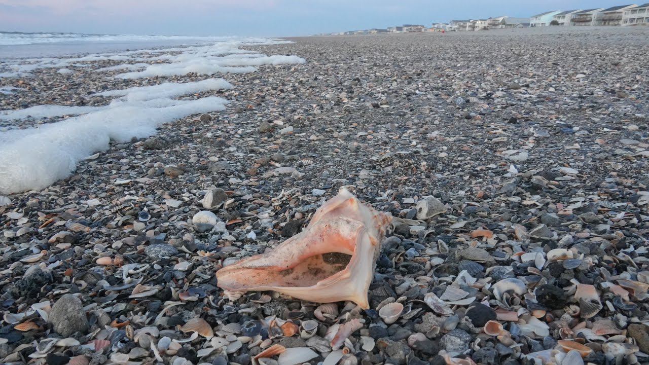 Fantastic Low Tide Shelling at Holden Beach
