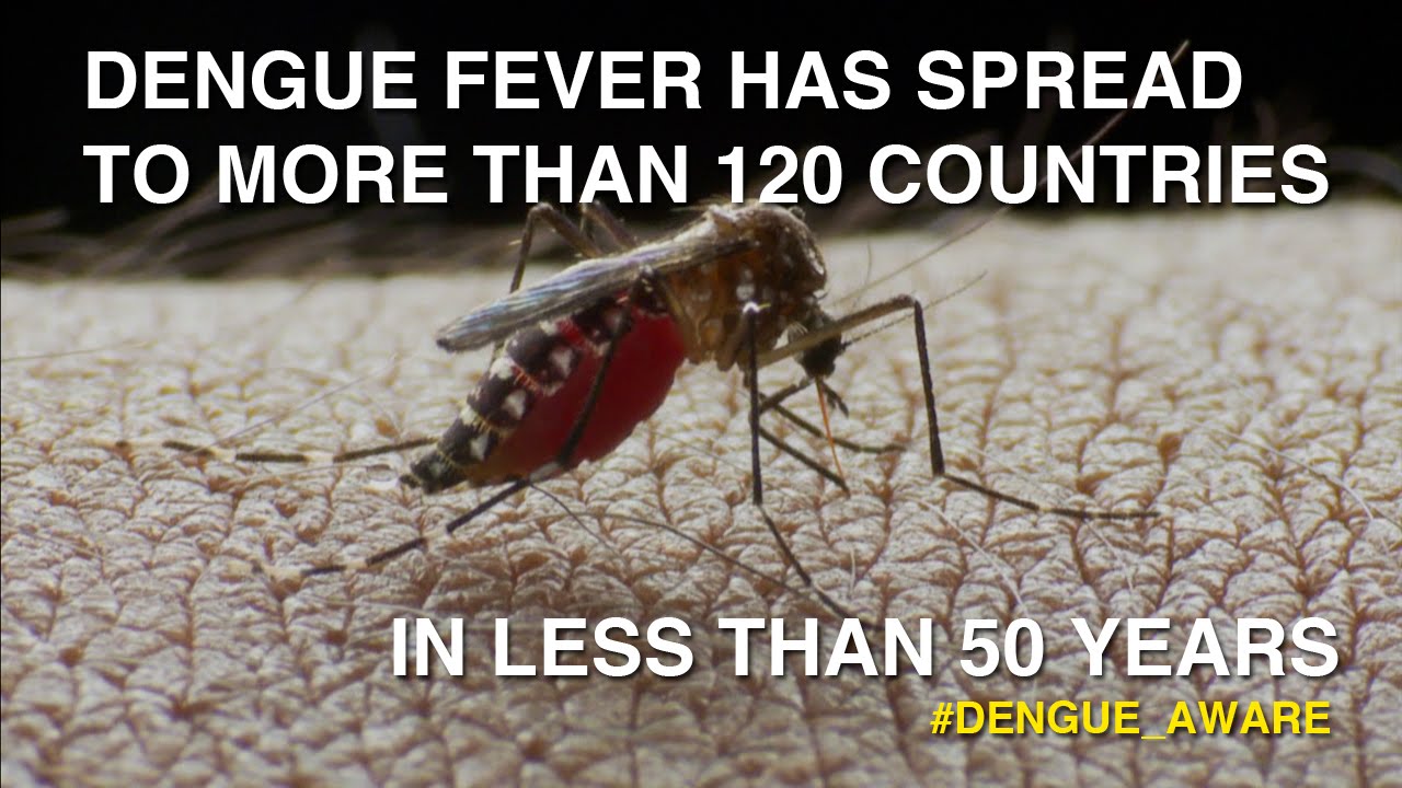 Dengue Fever Has Spread To 120 Countries In 50 Years