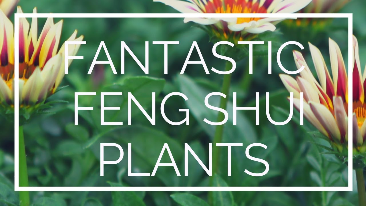 9 Fantastic Feng Shui Plants