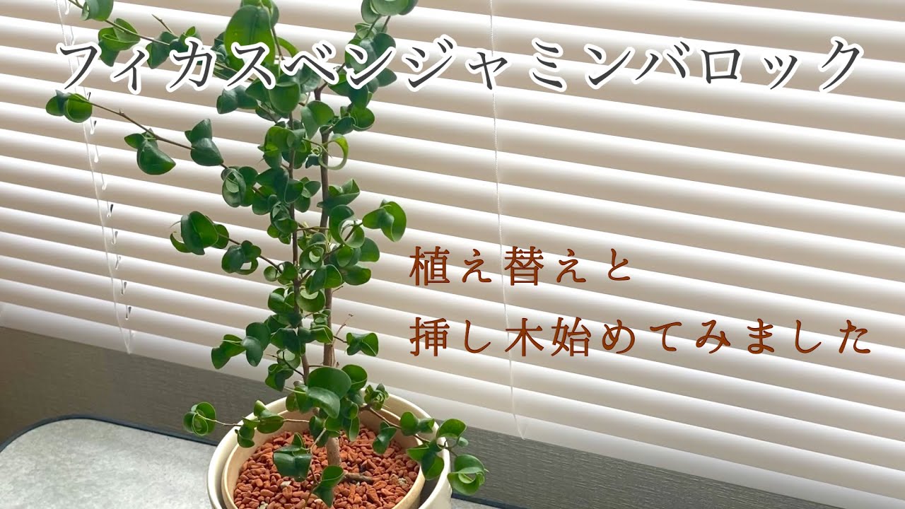 《観葉植物》フィカスベンジャミンバロックの植え替え｜挿し木始めました