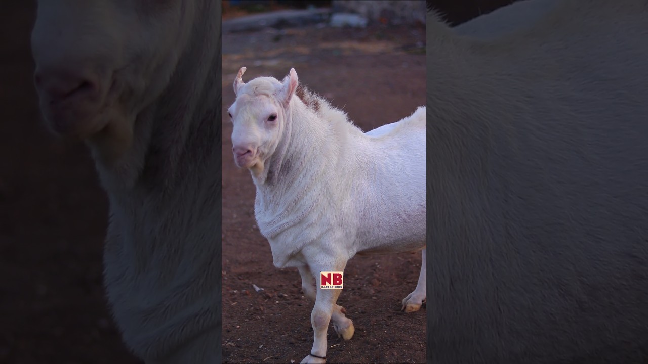 Motu Teddy Bakra&hearts;️😍 #bakraeid #bakraeid2025 #bakraeidspecial #bakra #goats #trending #biggoats