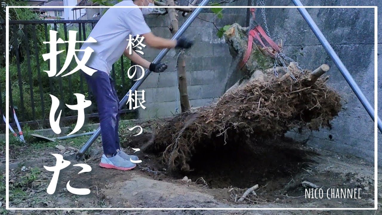 #98【お庭DIY】チェーンブロックを使って柊の抜根｜高圧洗浄機で土を落とす｜チェーンブロック