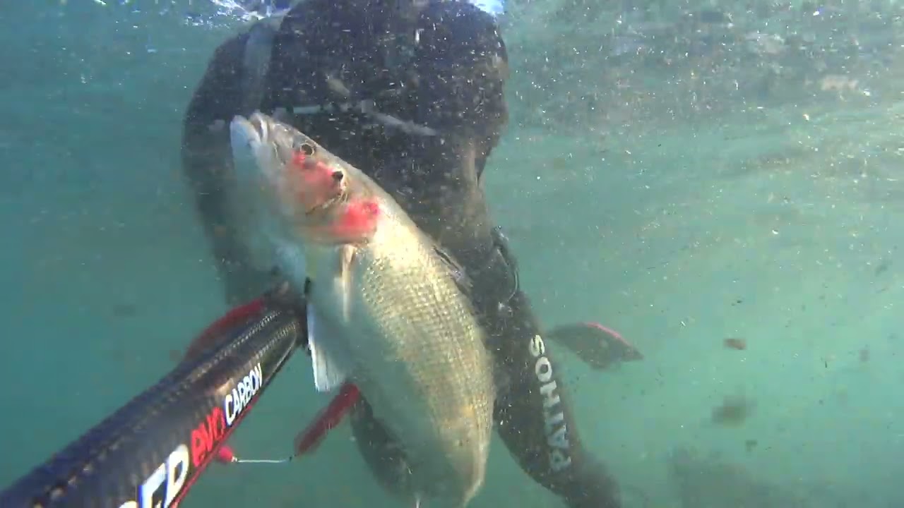 Levrek   Avları - Pathos Evo Karbon 75