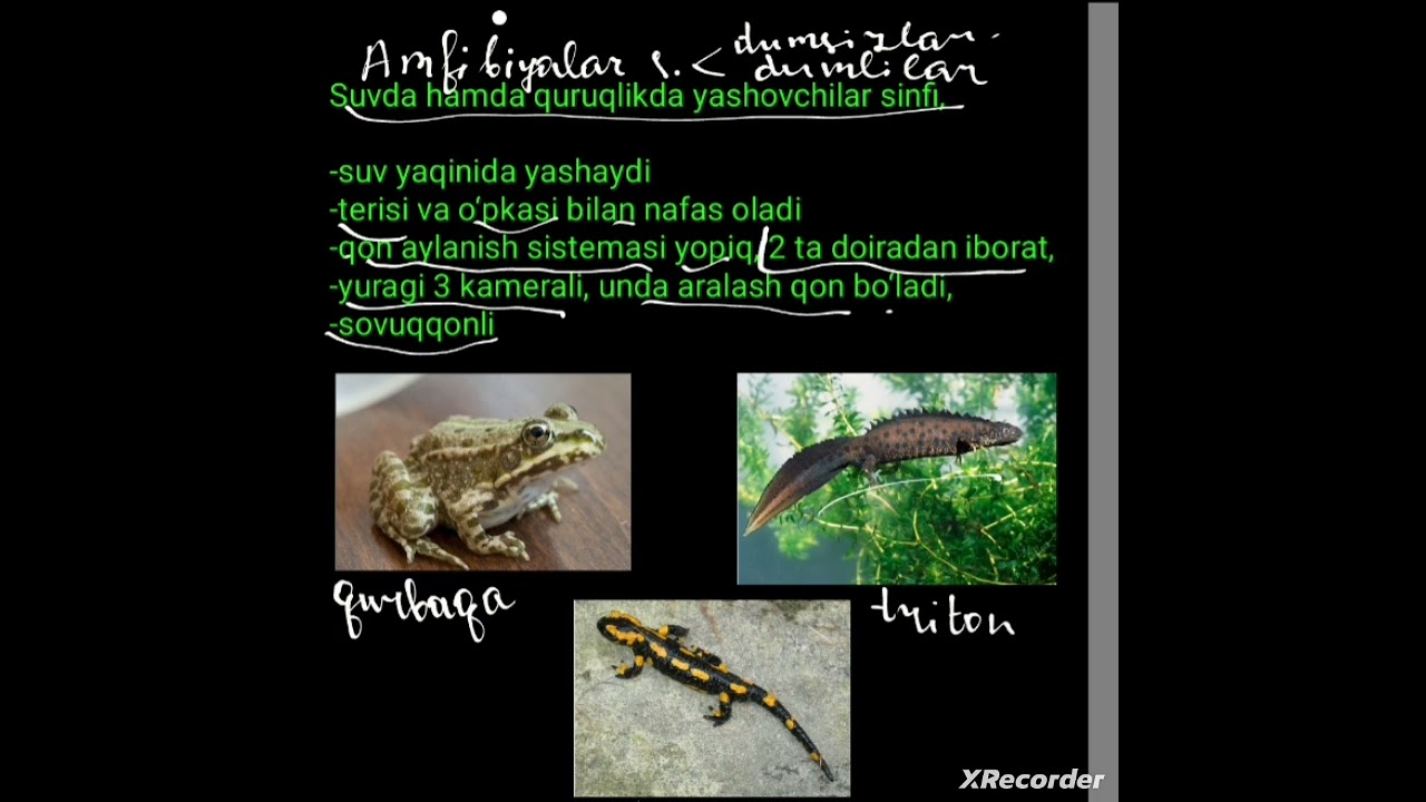 14-dars. Umurtqali hayvonlar .