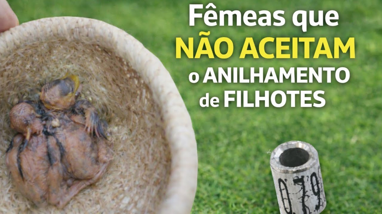 Fêmeas que não aceitam o anilhamento de filhotes