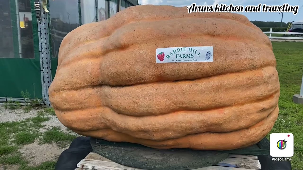 Barrie hill farm tha biggest pumpkin in tha world