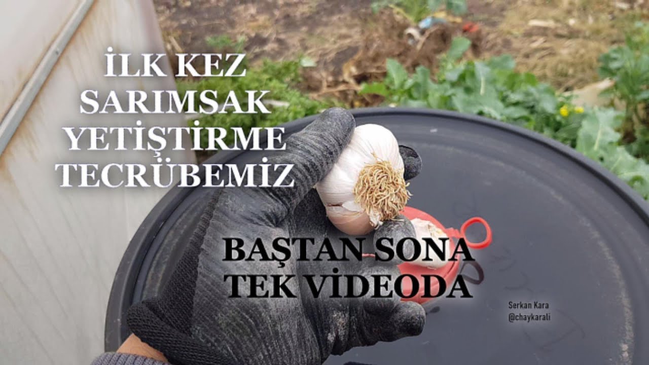 Baştan sona sarımsak yetiştiriciliği - Tecrübemizden tecrübe kazanın