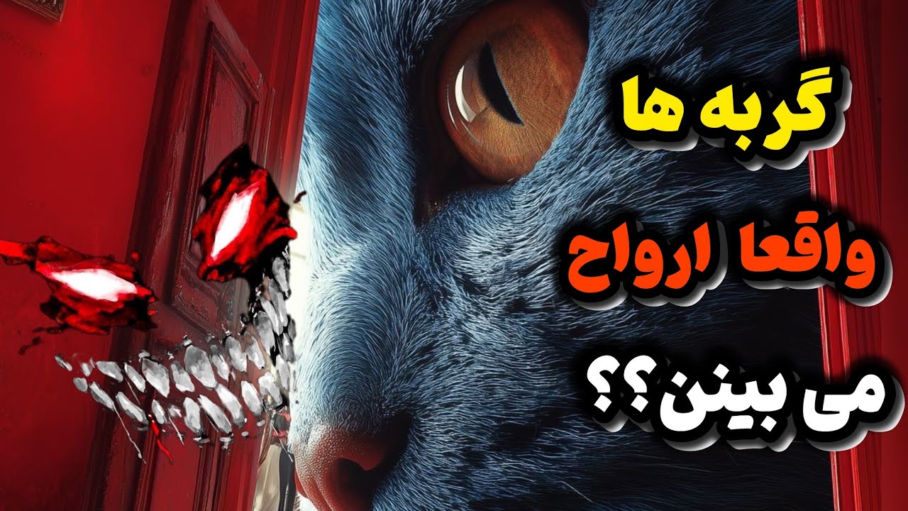 حقیقت باورنکردنی در مورد قدرت‌ مخفی گربه‌ها، هزاران نفر رو غافلگیر کرده! ‌