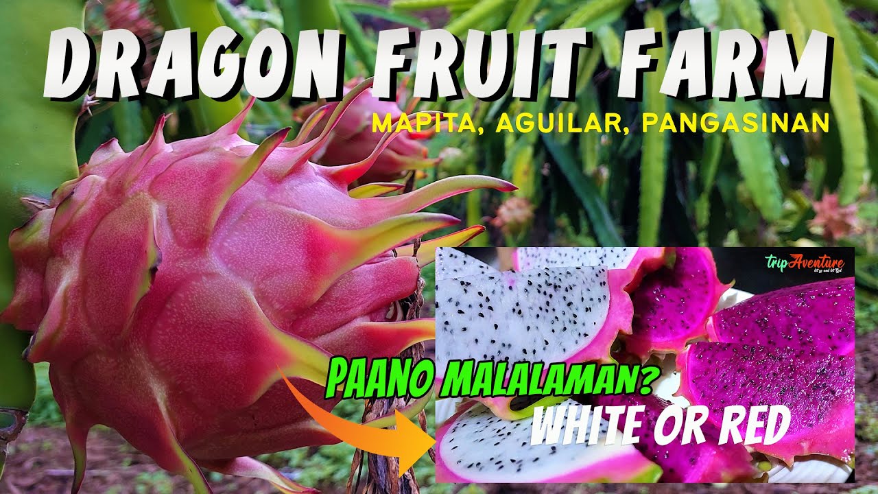 DRAGON FRUIT | Paano Malalaman kung RED or WHITE ang loob?.. Farm life @ Pangasinan