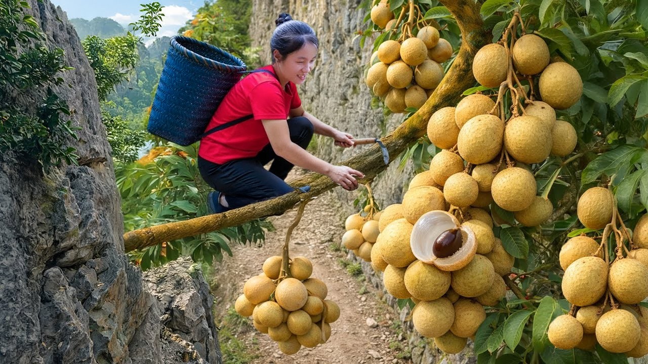 Harvest A Lot Of Longan in Village Goes to market Sell, Spicy pickled bamboo shoots recipe