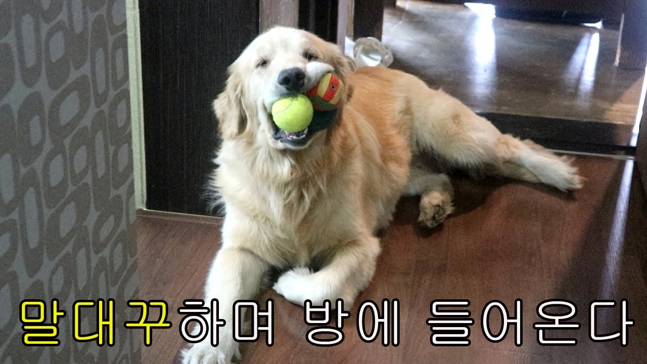 혼나는 리트리버 강아지 끝까지 말대꾸하면 방으로 침범한다