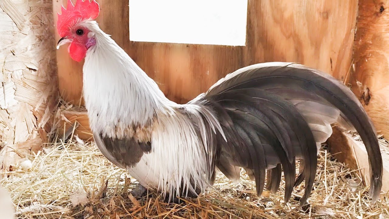 Segimos Con los Fawns! Ep.159