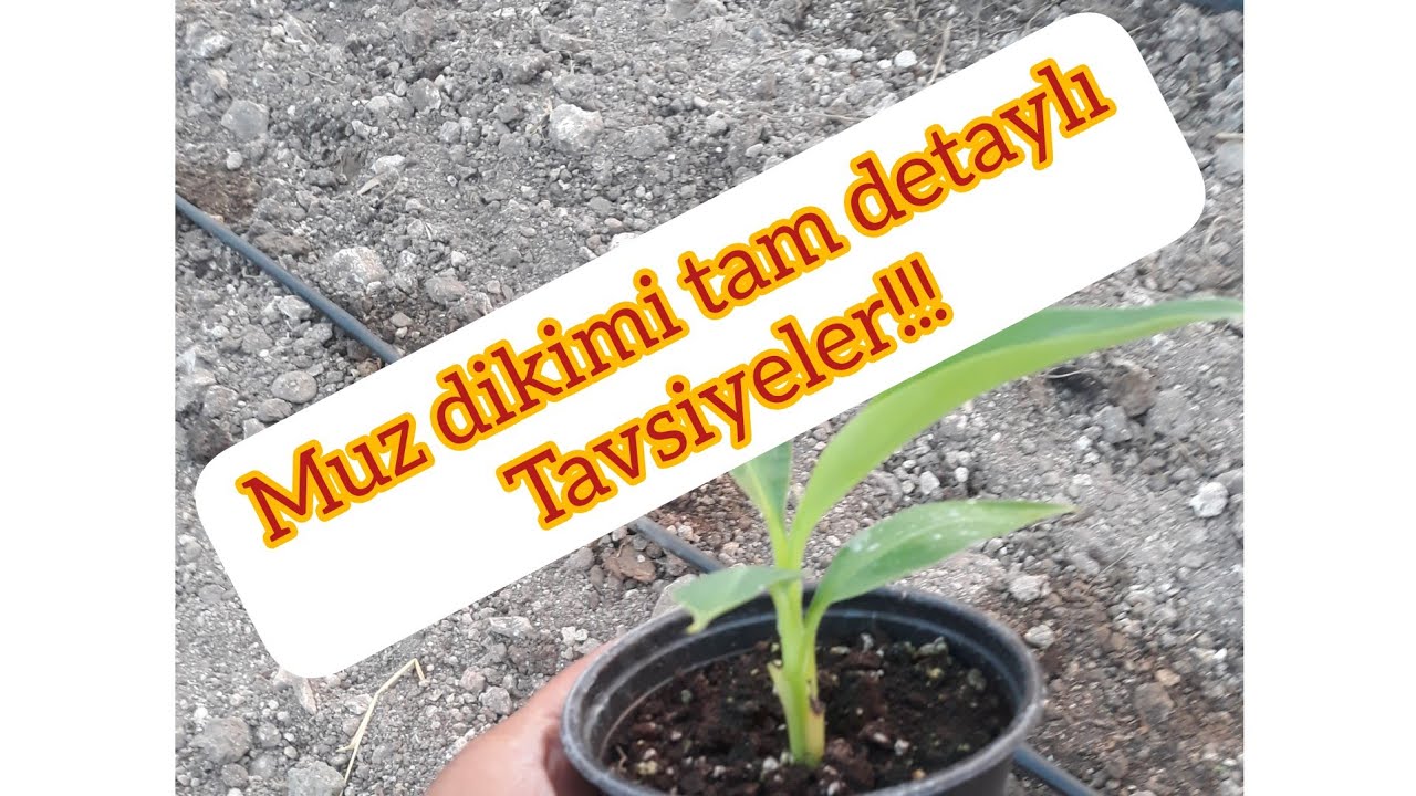 Muz dikimi ile ilgili herşey (grand nain)