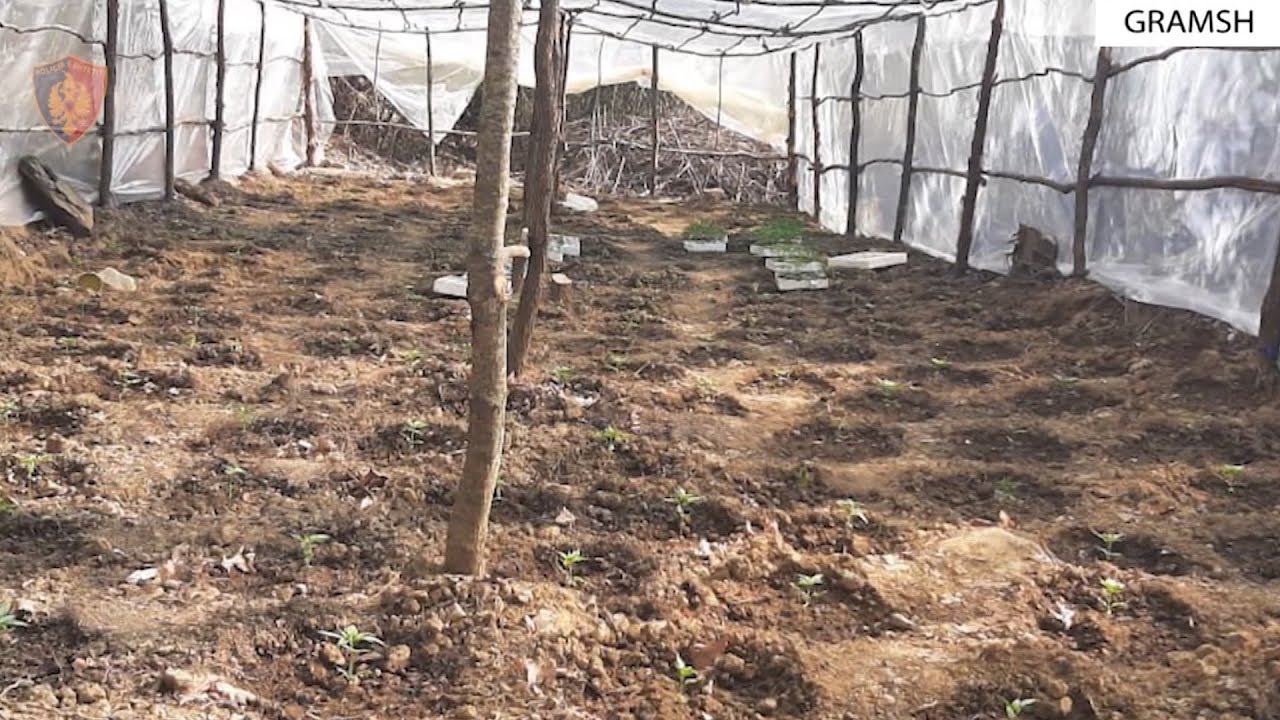 Ngritën sera me kanabis në mes të pyllit në Gramsh, 3 në pranga, 2 në kërkim