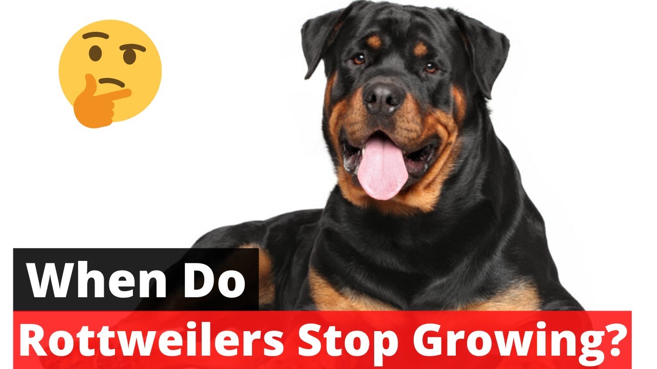 When do Rottweilers stop growing? | Rottweiler Growth Pattern |