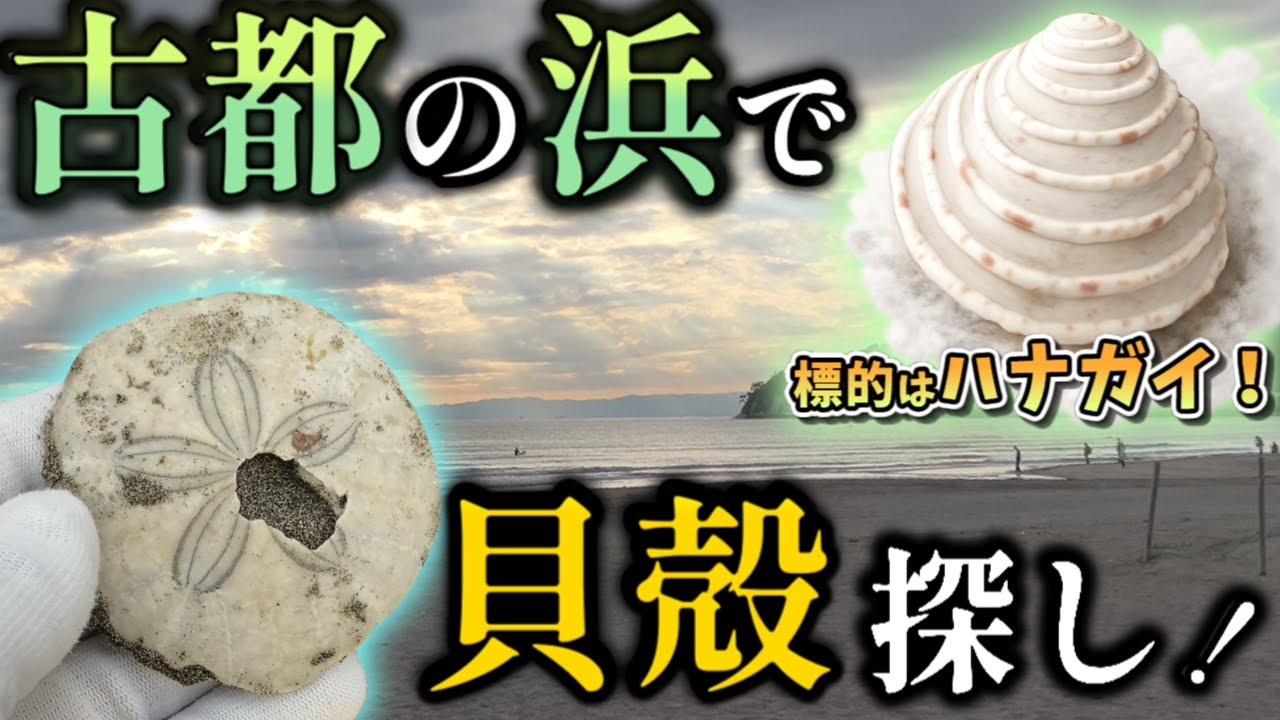 【ビーチコーミング】ハナガイ探索記 ～ 古都の浜にて貝殻探し ～【ゆっくり実況#10】