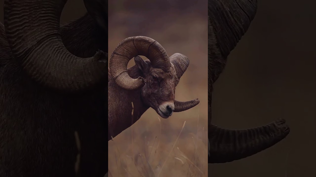 The majestic Ram. #shorts #wildlife
