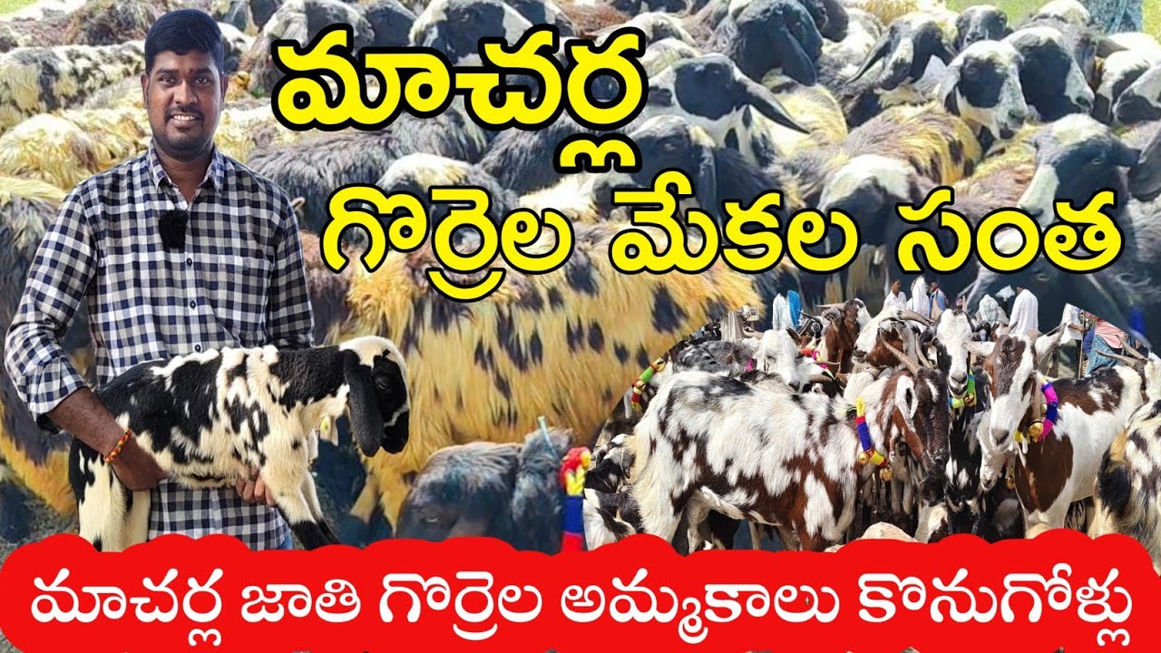 మాచర్ల జాతి గొర్రెలు మేకల అమ్మకాలు |గొర్రె పొట్టేళ్లు,మేక పొతులు |Machrla Sheep Goat market|DNR