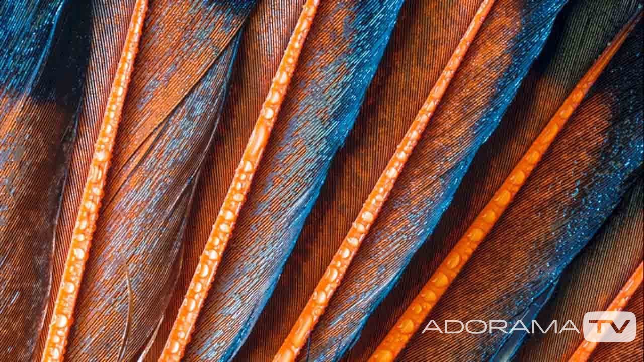Macro Photography: You Keep Shooting with Bryan Peterson