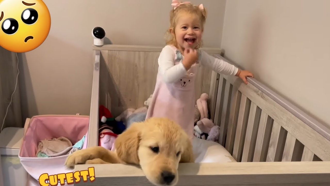 Baby Wakes Up To Golden Retriever Puppy! (Cutest Ever!!)