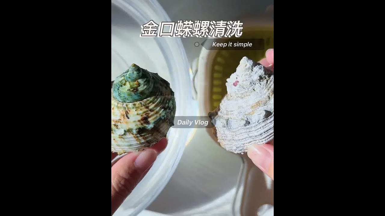 金口蝾螺清洗 高浓度草酸需兑水稀释再使用，我一般1:1左右。先扣去贝壳上比较厚的附着物，再酸洗#解压声控 #解压清洗 #捡贝壳的快乐#大海的馈赠