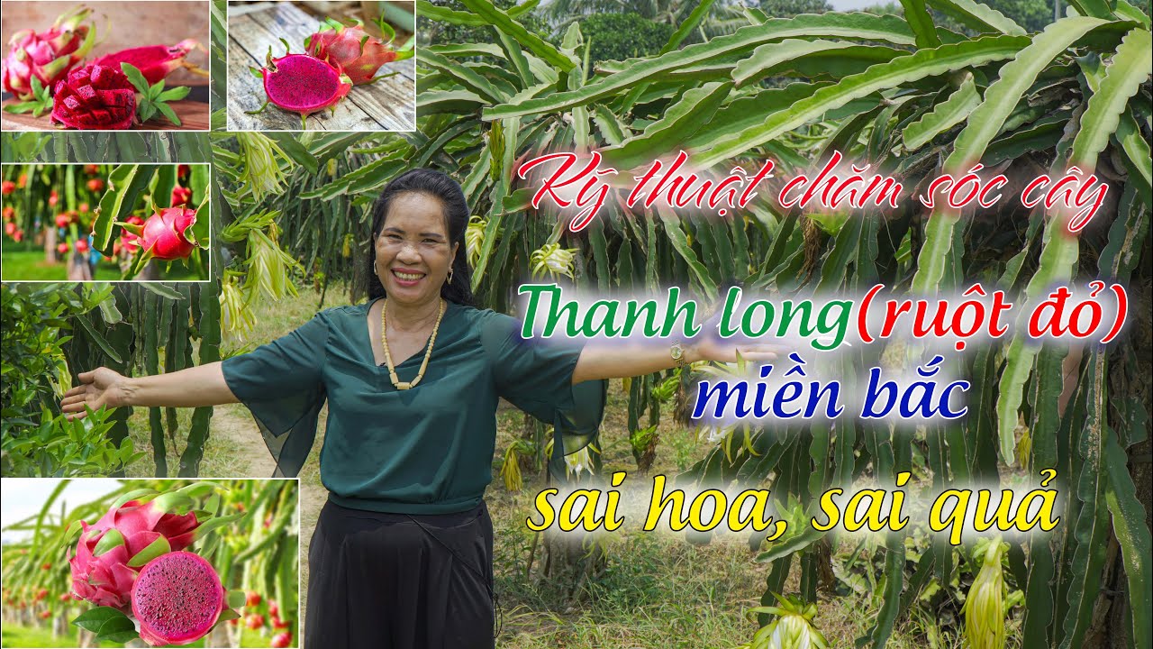 Bí kíp trồng thanh long cho thu nhập hàng trăm triệu/năm || Kỹ thuật trồng cây thanh long ruột đỏ