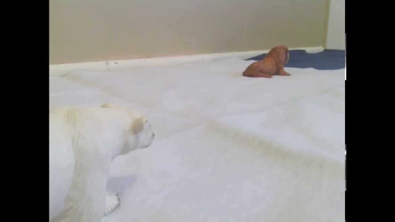 Animal Adventures Studios Presents - Animal Face-off: Polar Bear vs. Walrus