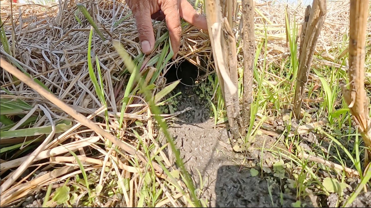 ทางลงนาแบบนี้ เดินจนเป็นขี้โคลน โดนแน่ๆ