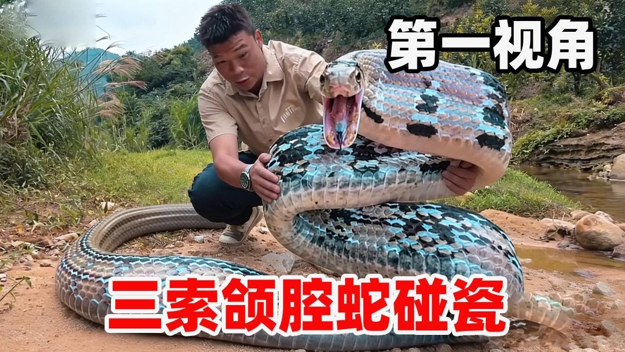 见过会装死的蛇吗？打不过就直接 “碰瓷”，堪称动物界影帝！