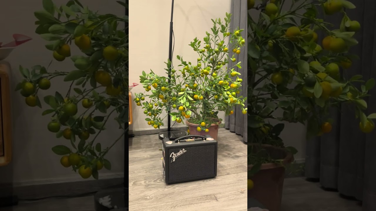 Fender Riff & Indio 2 ( mùng 2 Tết bính ngọ 2026 ) @vnminh7276 