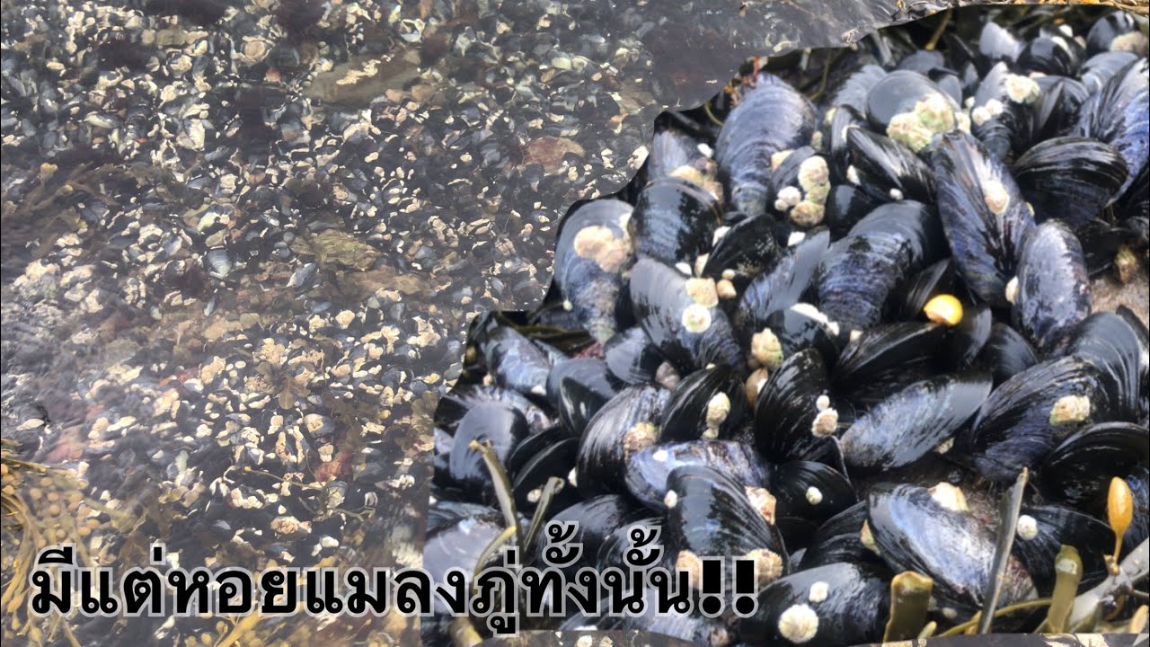 ลงทะเลเก็บหอยแมลงภู่กันค่ะเยอะแยะไปหมด