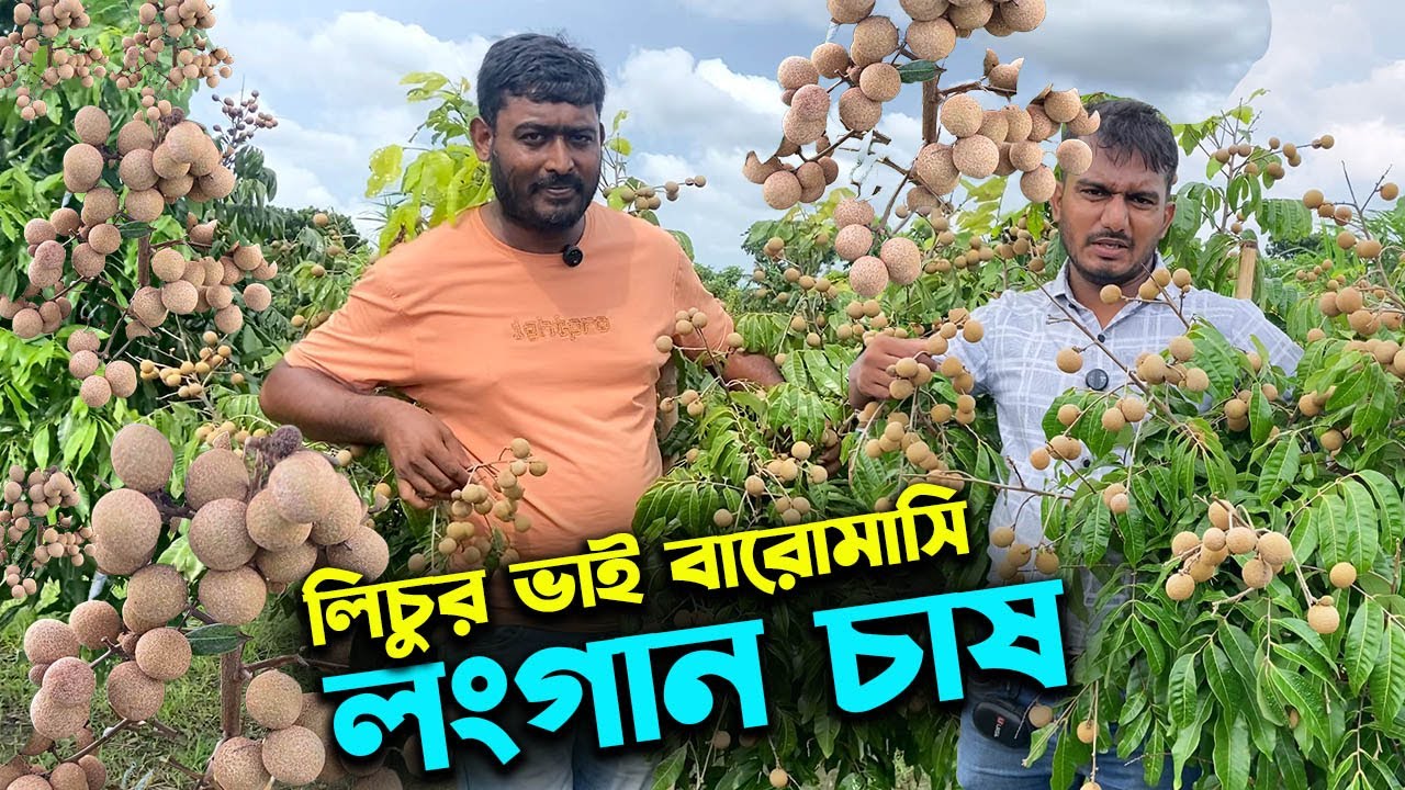 বানিজ্যিকভাবে ১২ প্রজাতির বারোমাসি লংগান চাষ ১ বিঘা জমিতে | উদ্যোক্তার খোঁজে
