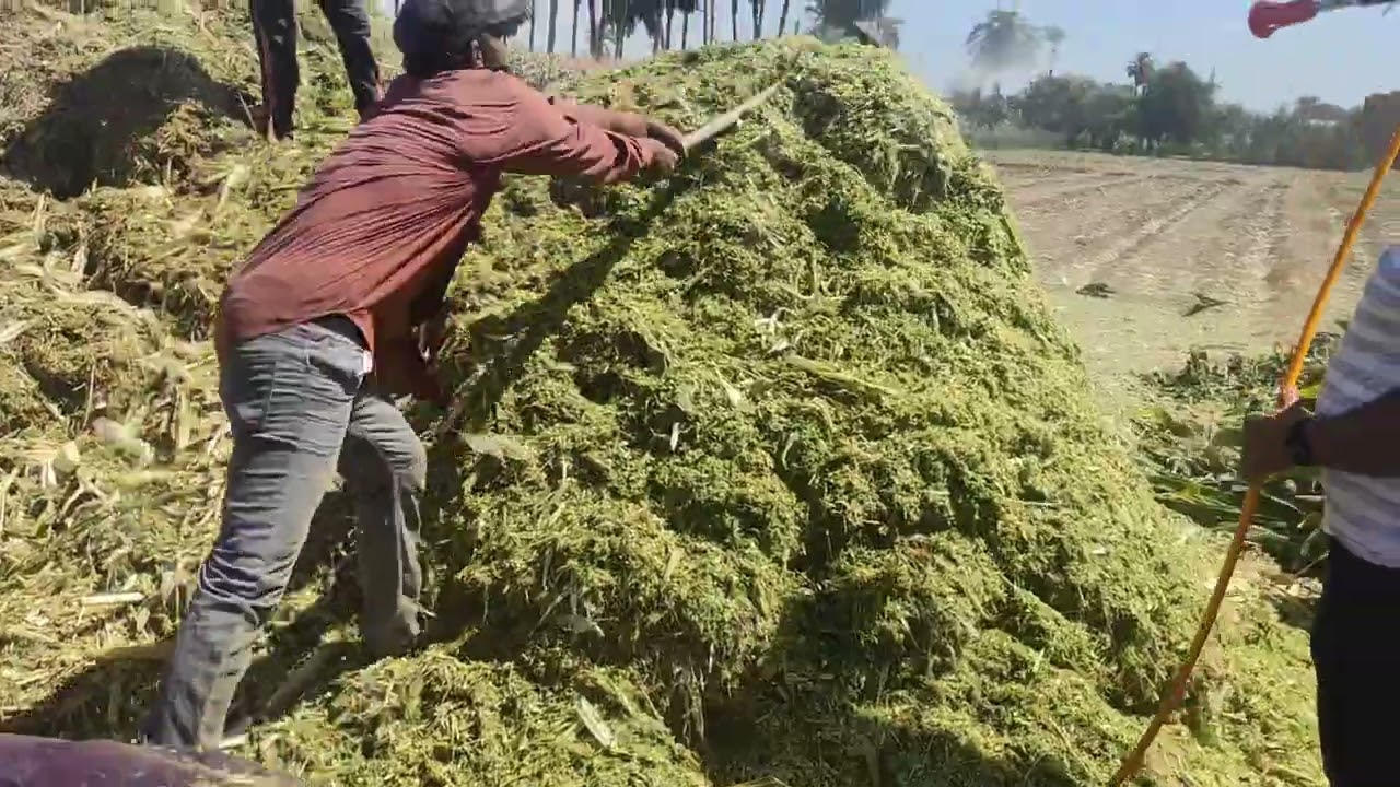 عمل مكمورة السيلاج ذرة مع فول صويا