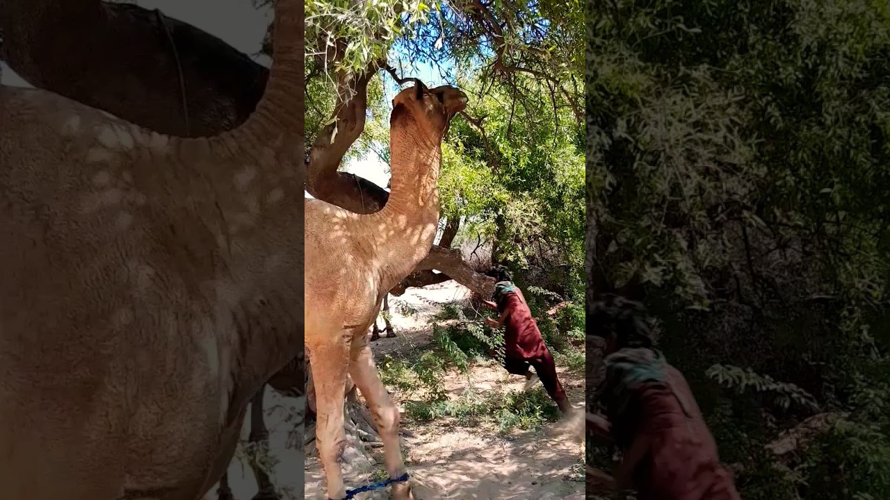 Camel fight #virulshorts #cameljump