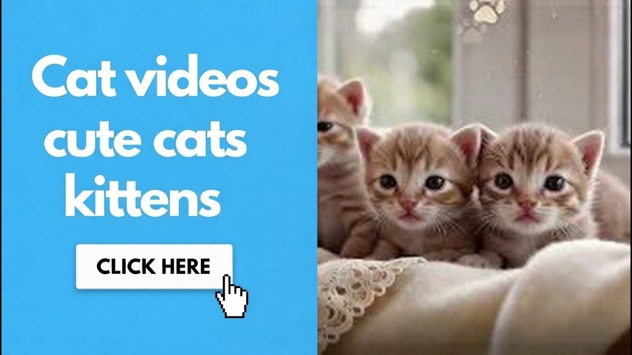 Cat videos cute cats kittens