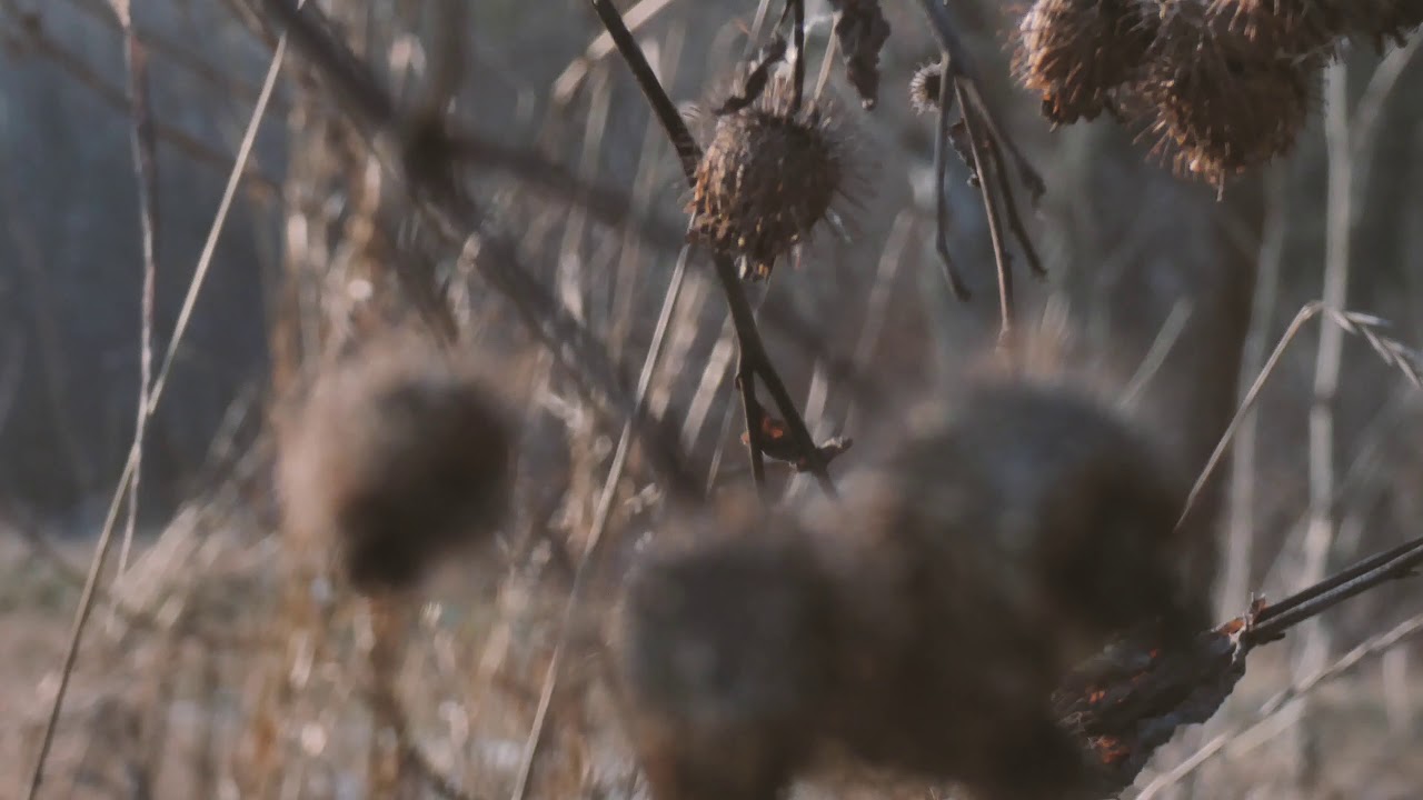 тест камеры Lumix DC-FZ82 + Gimbal Feiyu Tech a1000