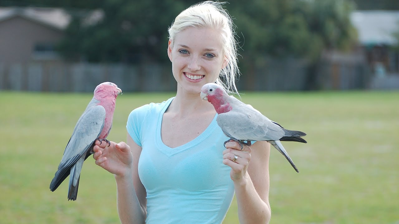 How to Bond With a Bird You Pissed Off | Tips & Tricks