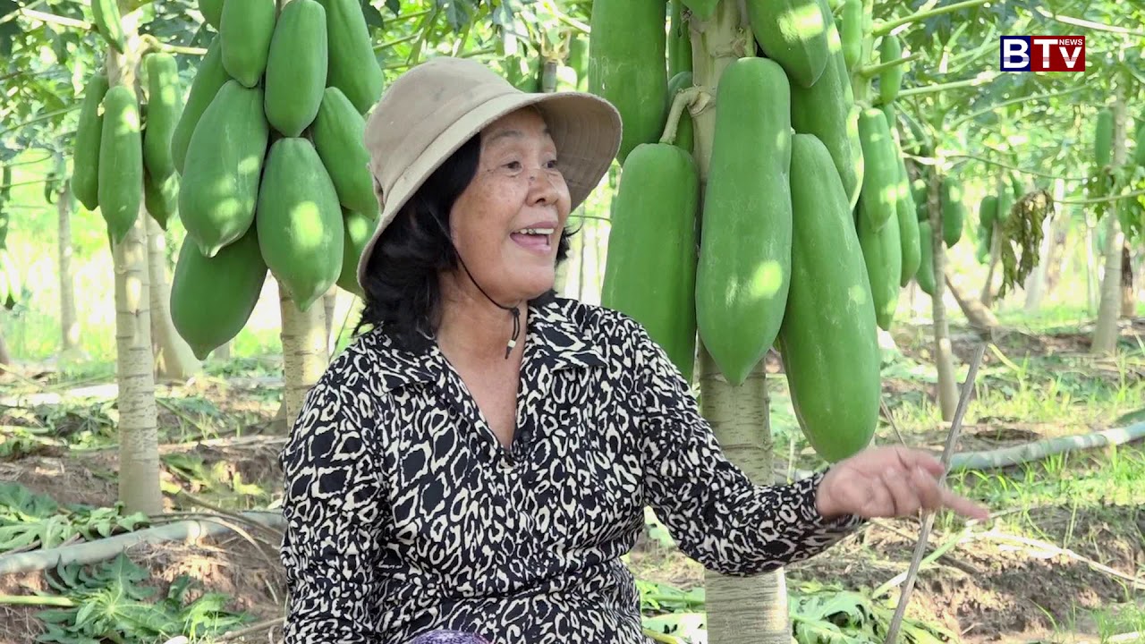 AGRICULTURE : Papaya Plant Eps. 02