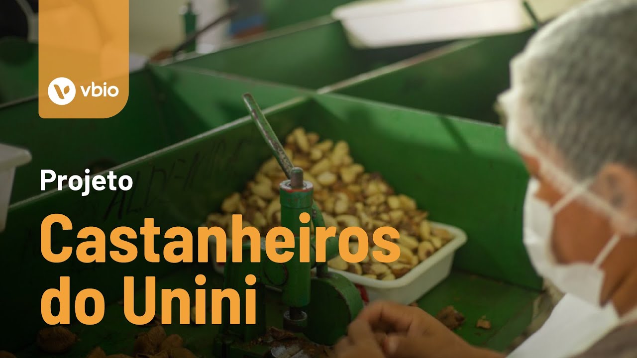 Projeto Castanheiros do Unini e a valorização da Castanha-do-Brasil