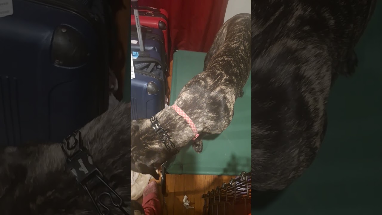 Place stay board & train dog day 7 