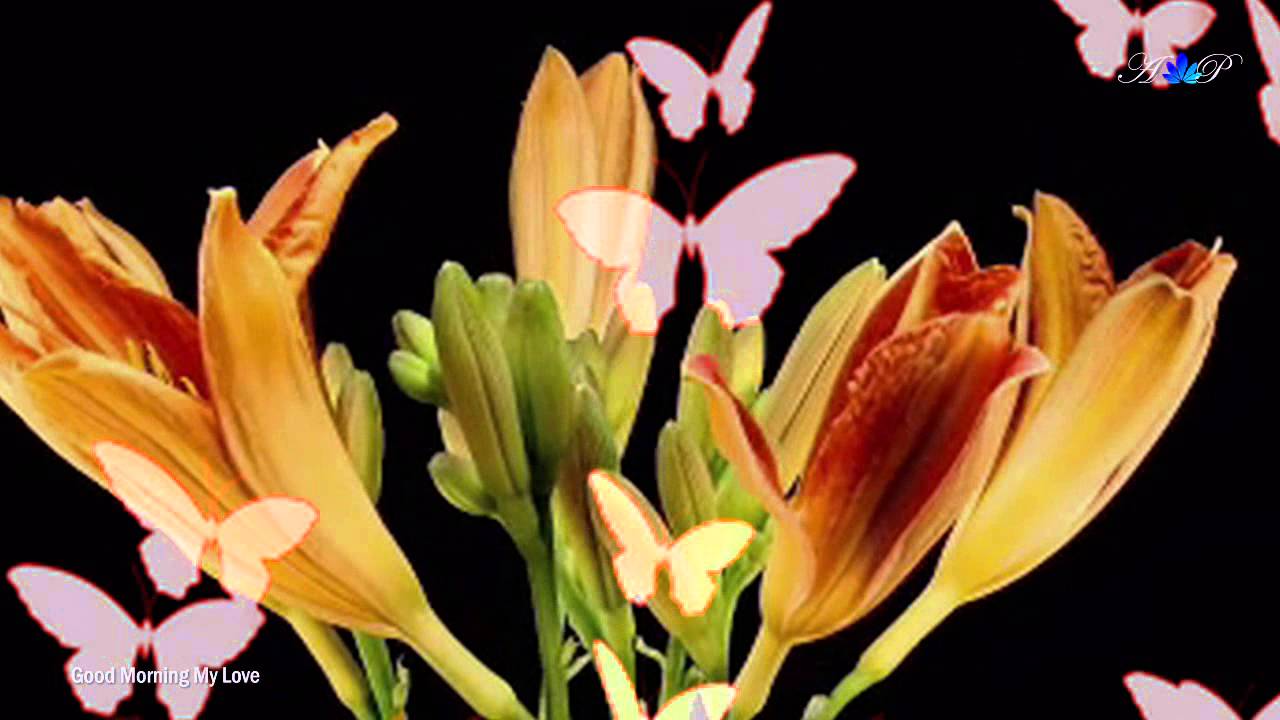 ♡ Good Morning My Love