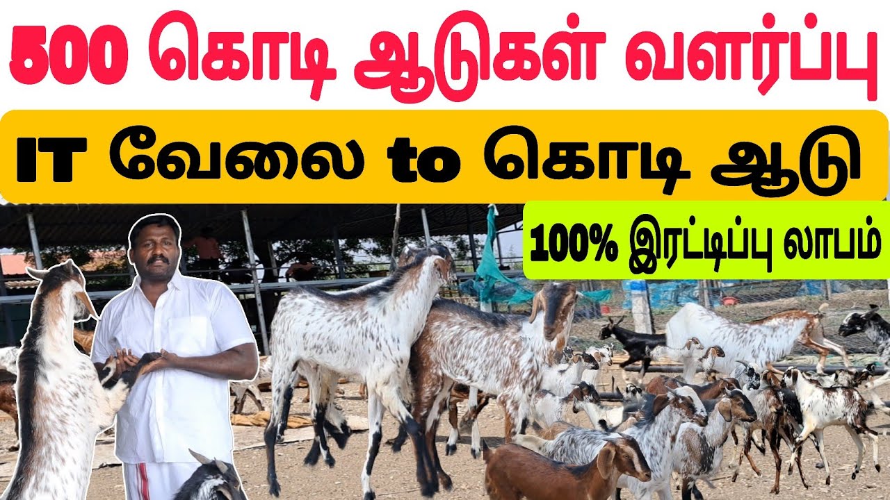 கொடி ஆடு 100% இரட்டிப்பு லாபம் / மாதம்₹2,00,000 வருமானம்  #ஆடு #ஆடுவளர்ப்பு #கொடிஆடு #goat #goatfarm