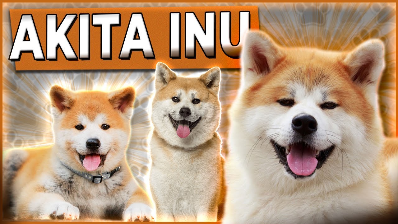 Akita Inu - Tudo sobre a raça - #caesdeguarda